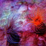 SeaAnemone-3519edit