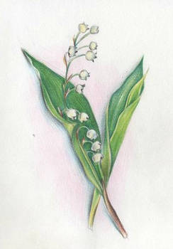 lilly of the valley