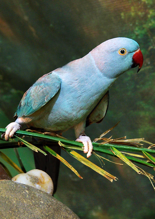 Psittacula sp. by RemiNogitsune on DeviantArt