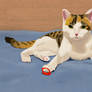 My cat Kornelia