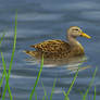 Quack quack