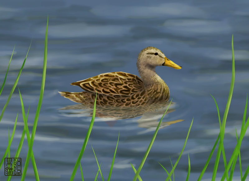 Quack quack