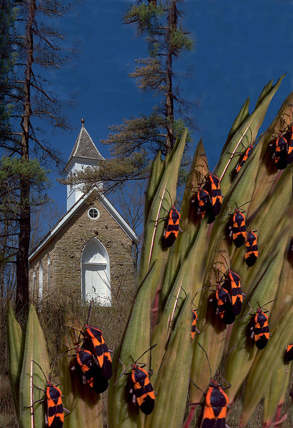Religious Bugcore BugChurch by captainmarvyl on DeviantArt