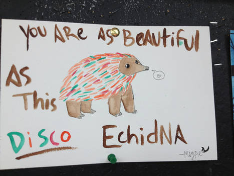 disco echidna