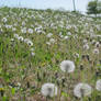 More Dandelions