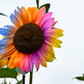 Rainbow sunflower