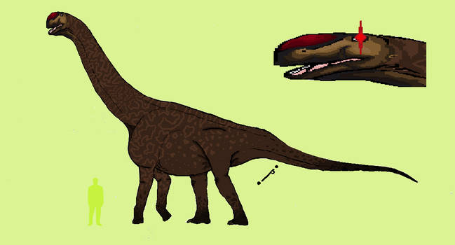 Camarasaurus lentus by SpinoInWonderland on DeviantArt
