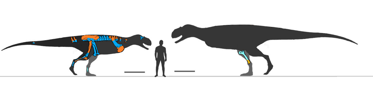 Rajasaurus skeletal by DaDinoNerdBoi on DeviantArt