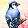 Blue Jay