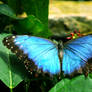 Blue Butterfly