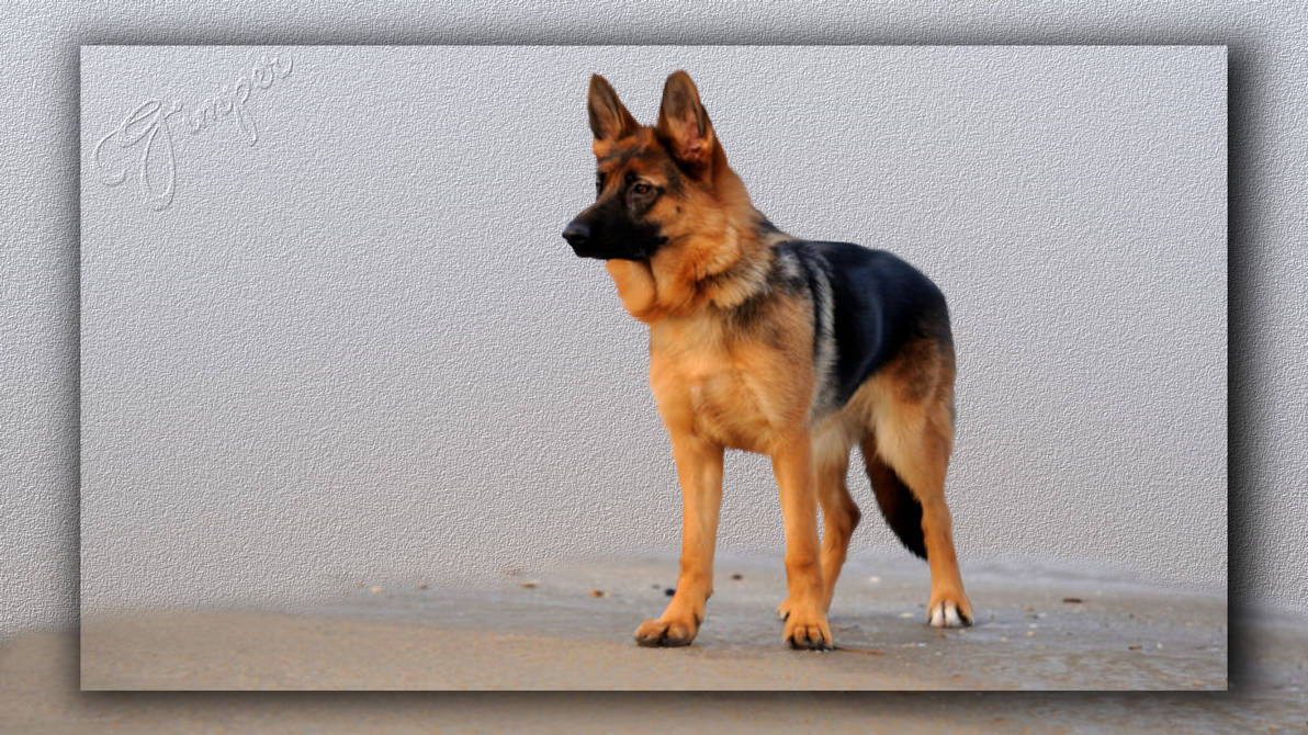 Собака немецкой породы описание