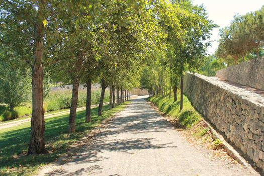 tree pathway