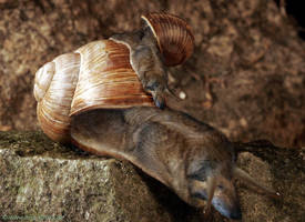 dog-snail