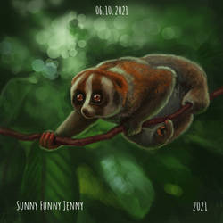 Slow loris