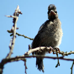 Morning Feathers