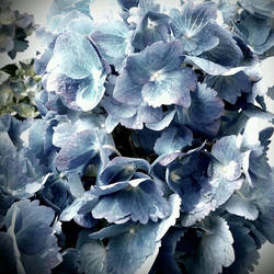 Antique Hydrangea