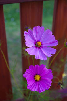 Pink Cosmos Fence