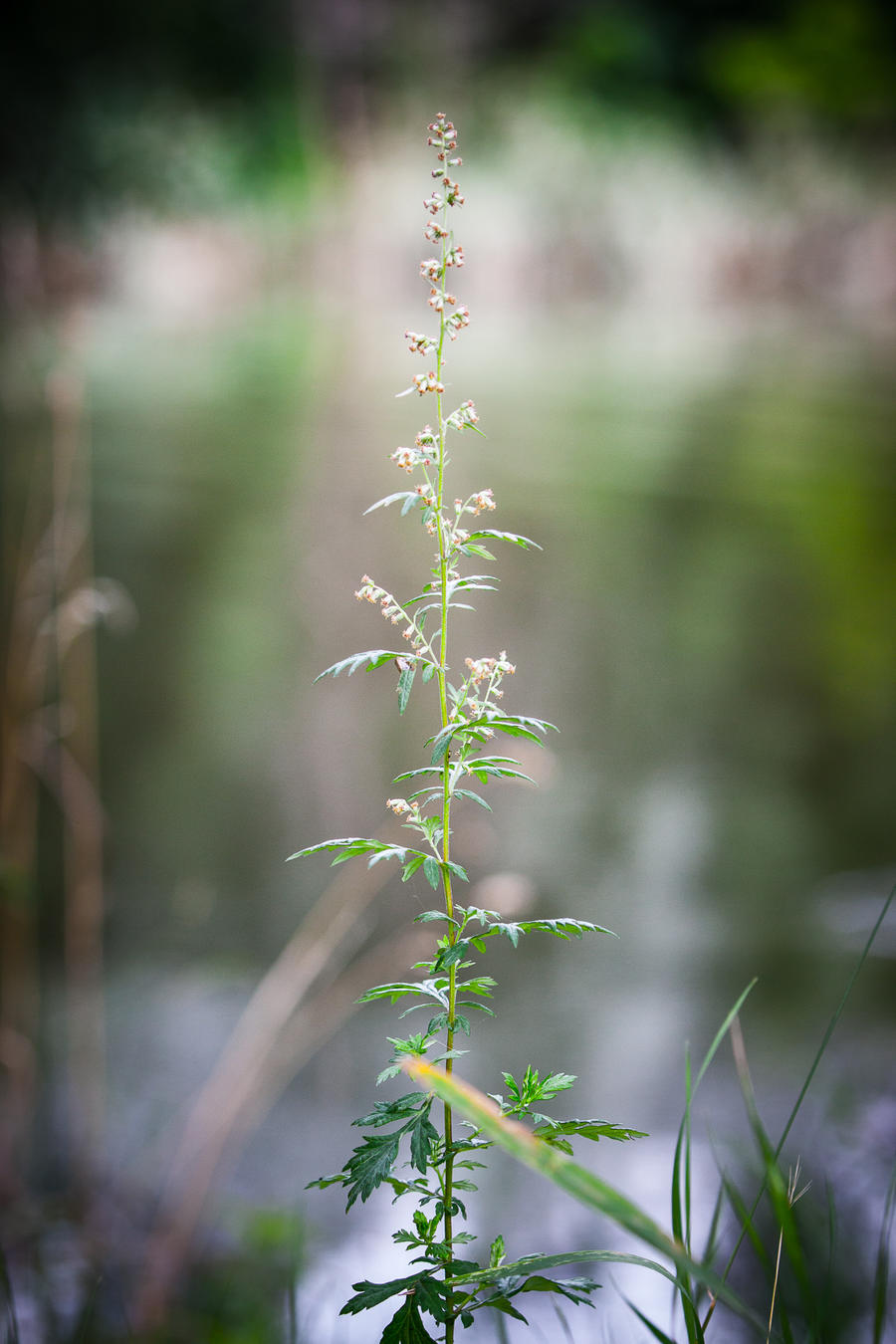 Artemisia vulgaris