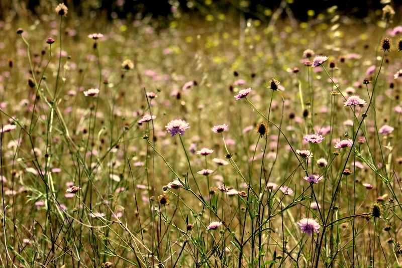 Wildflowers grow