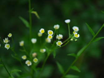 Baby's Breath...