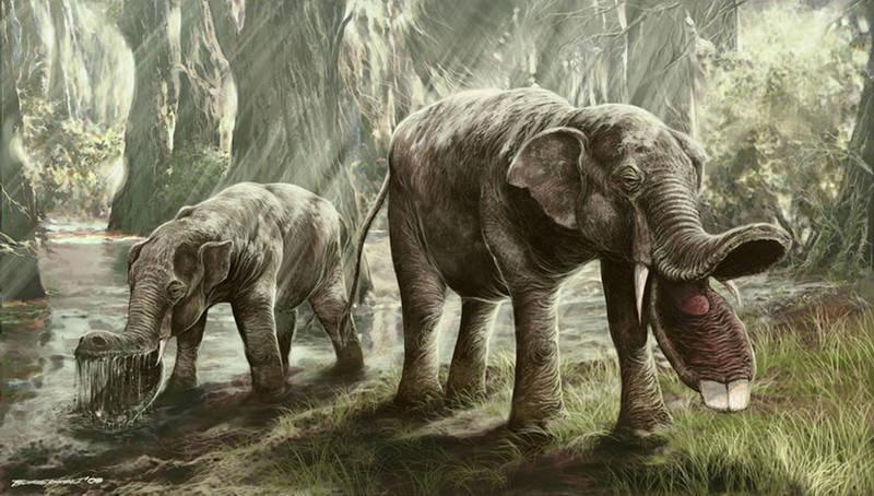 PLATYBELODON by Sk00tie