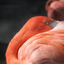 Flamingo at San Diego Zoo