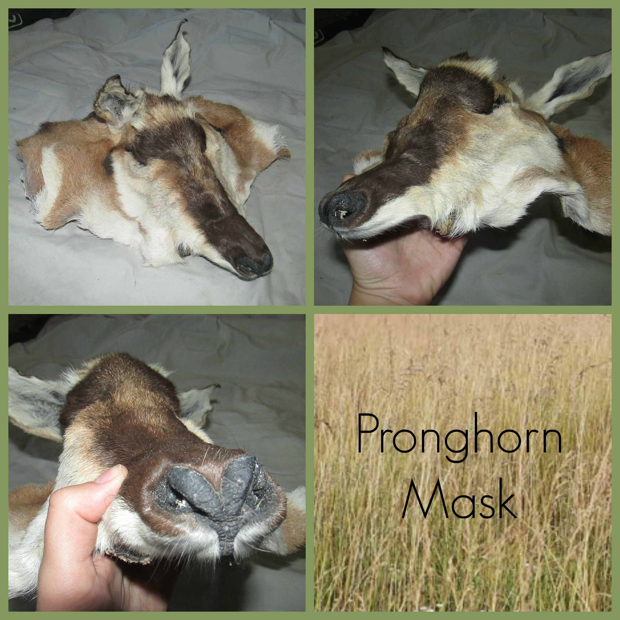 Pronghorn Mask