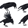 Crows 2 PNG Stock