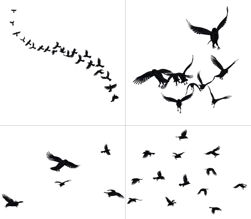 Crows In Flight PNG Stock