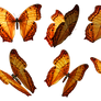 Butterflies PNG Stock
