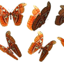 Butterflies 1 PNG Stock