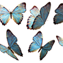 Butterflies 2 PNG Stock