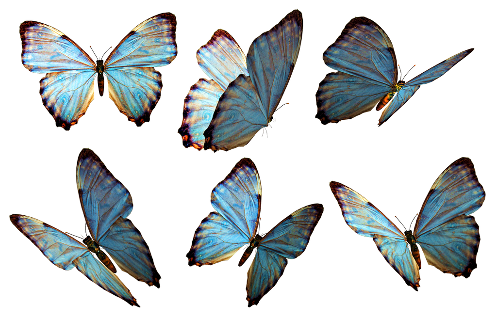 Butterflies 2 PNG Stock