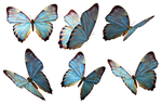 Butterflies 2 PNG Stock