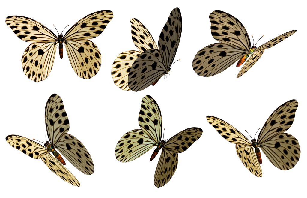 Butterflies 3 PNG Stock