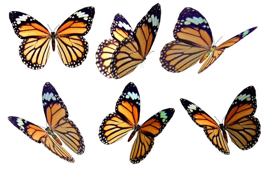 Butterflies 4 PNG Stock