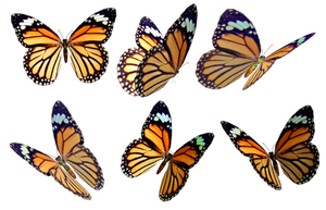 Butterflies 4 PNG Stock