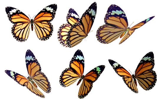 Butterflies 4 PNG Stock