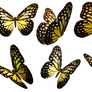 Butterflies 5 PNG Stock