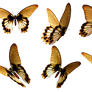 Butterflies 6 PNG Stock