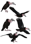 Vultures PNG Stock