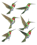 Humming Birds-1 PNG Stock by Roy3D