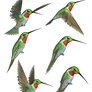 Humming Birds-2 PNG Stock