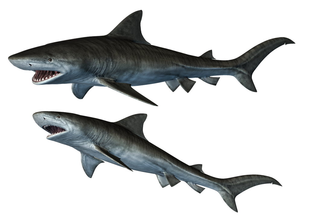 Sharks-1 PNG Stock