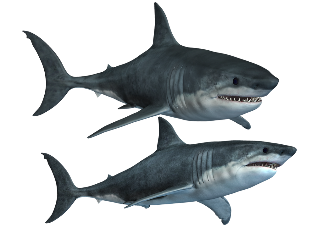 Sharks-2 PNG Stock