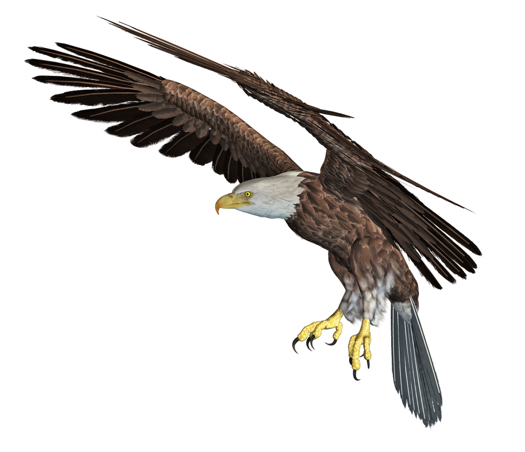 Eagle 03 PNG Stock