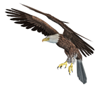 Eagle 03 PNG Stock