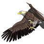 Eagle 04 PNG Stock