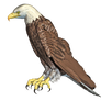 Eagle 05 PNG Stock