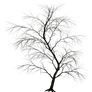 Dark Trees PNG Stock 01
